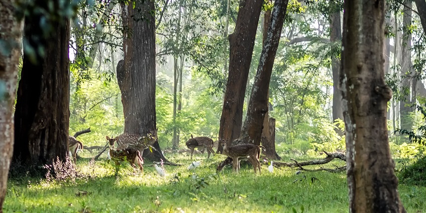 Elephants moving through dense forest at Muthanga Wildlife Sanctuary.