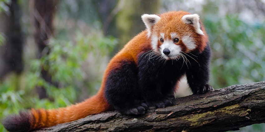 Snapshot of the red panda in the Talley valley wildlife sanctuary–Places to visit in Ziro