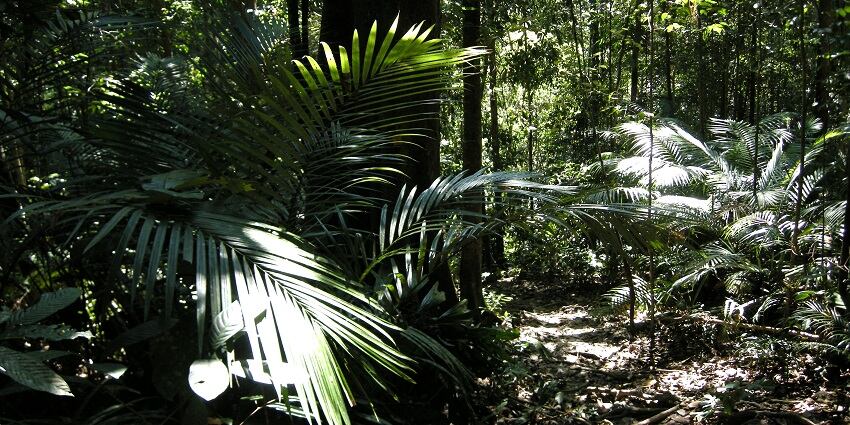 These tropical rainforests offer a enchanting escape into the nature’s embrace for nature lovers