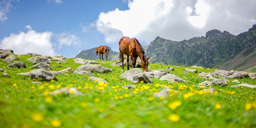 Tarsar Marsar trek is one of the most scenic treks as it gives you a glimpse of the valleys