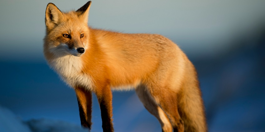 A fox at the Tattapani Wildlife Area, one of the idyllic Shimla Wildlife Sanctuaries.