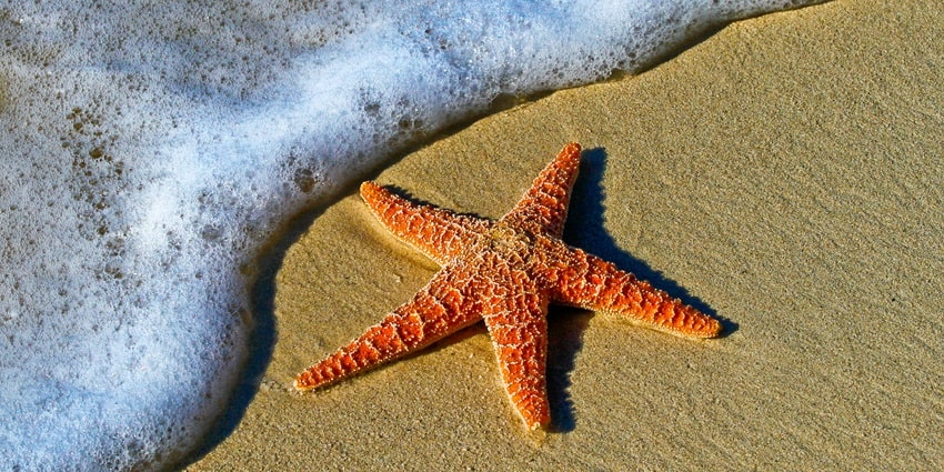 An image of a colourful red starfish at Tawaen Beach which is located in Thailand.