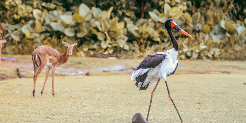Tawi Wildlife Sanctuary, the oldest wildlife sanctuary in Mizoram, has an enormous variety of birds and animals.