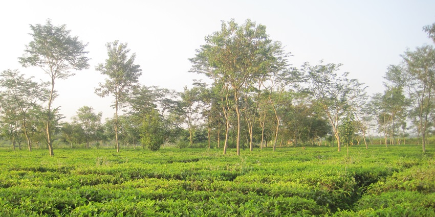 Picturesque view of tea garden, lush green surrounding - places to visit in Dibrugarh.