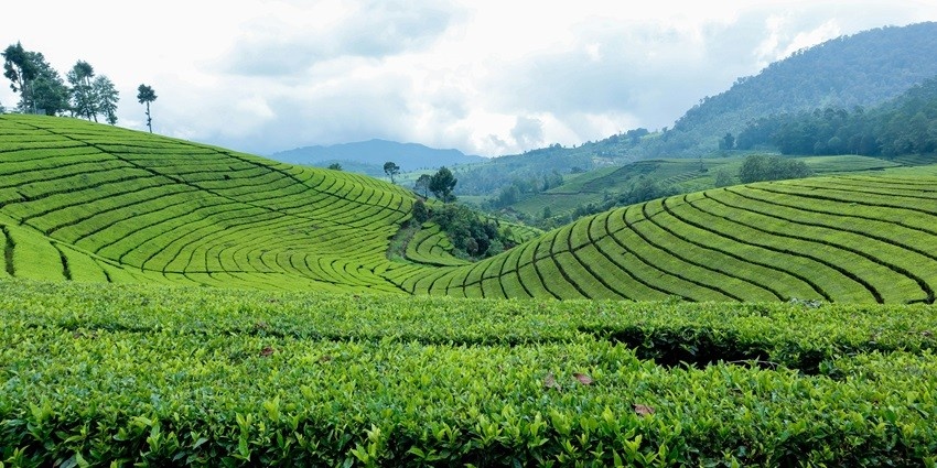 Vast tea field with neatly arranged rows of tea plants - places to visit in Bongaigaon.