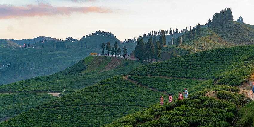 Lush green tea plantations on hills bathed in warm sunset hues, creating a serene landscape.