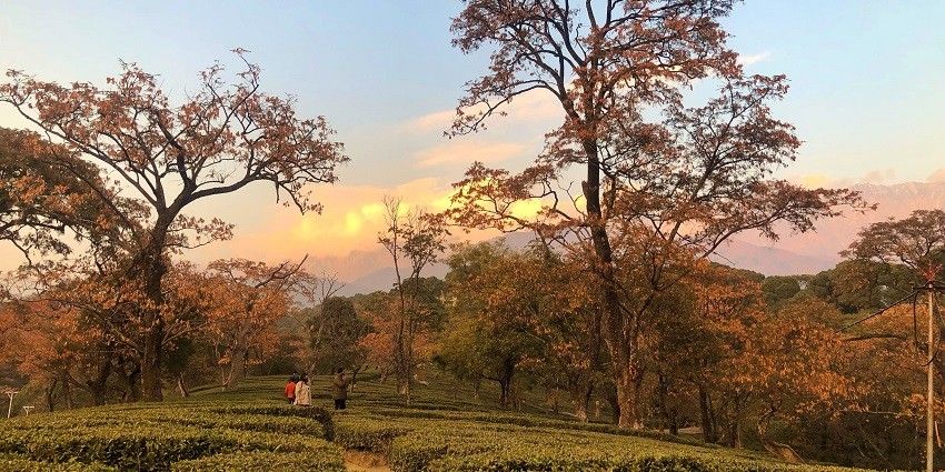 Mesmerisng evening view of the Red sun from the tea gardens of Dhramshala, Himachal