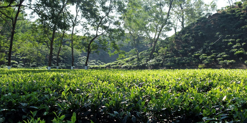 Vast tea garden field and hills behind - one of the best places to visit naer Badarpur.