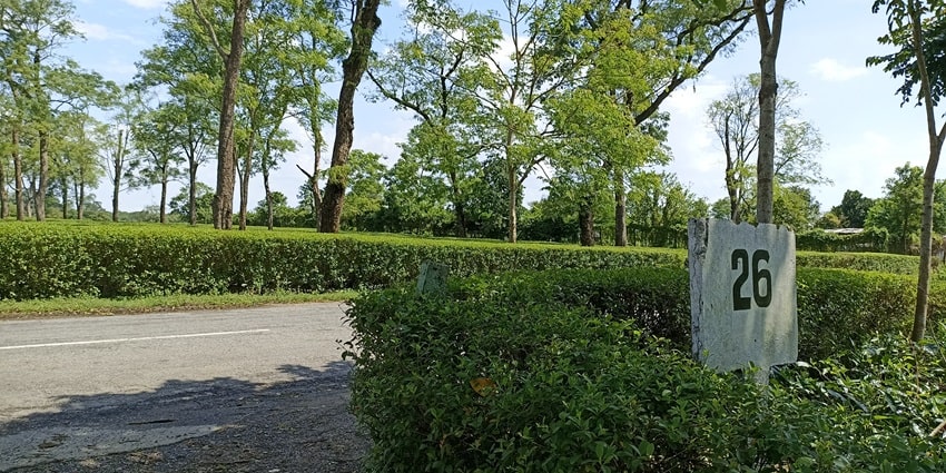 Image of a picturesque tea garden in Tinsukia surrounded by lush greenery and hills.