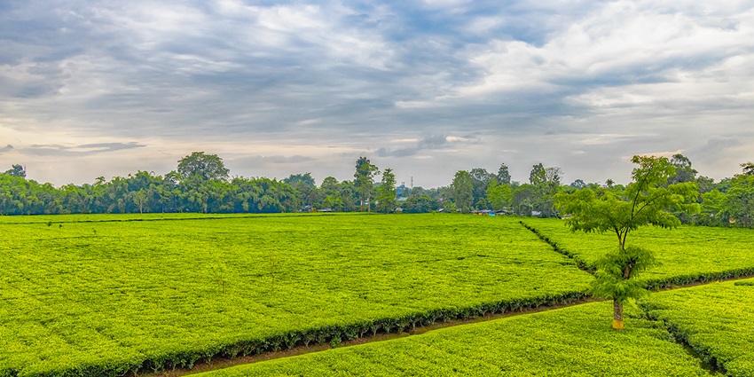Lush tea garden with neatly trimmed rows of tea plants, set against a hilly backdrop.
