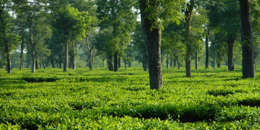 Lush green tea gardens with tea plantations and trees