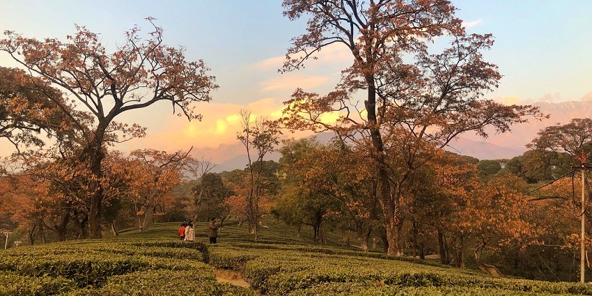 Tea gardens in the Dhauladhar range, one of the places to visit in Dharamshala in May.