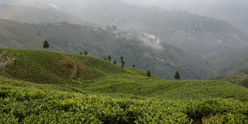 Verdant tea plantation on rolling hills in Darjeeling, mist gently swirling around the fields.