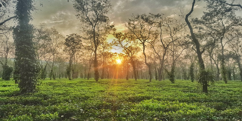Snapshot of the sunset view from the idyllic tea estate of the Kaziranga National Park