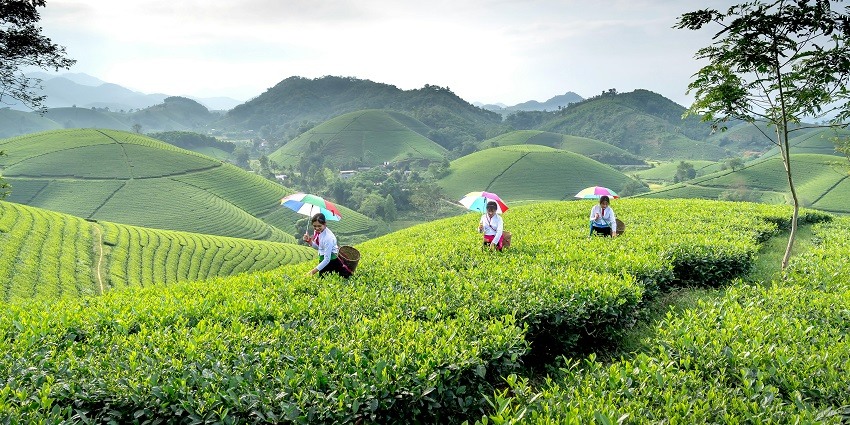 Vast tea plantation and lush green valleys rolling - Sukreswar is located in Assam.