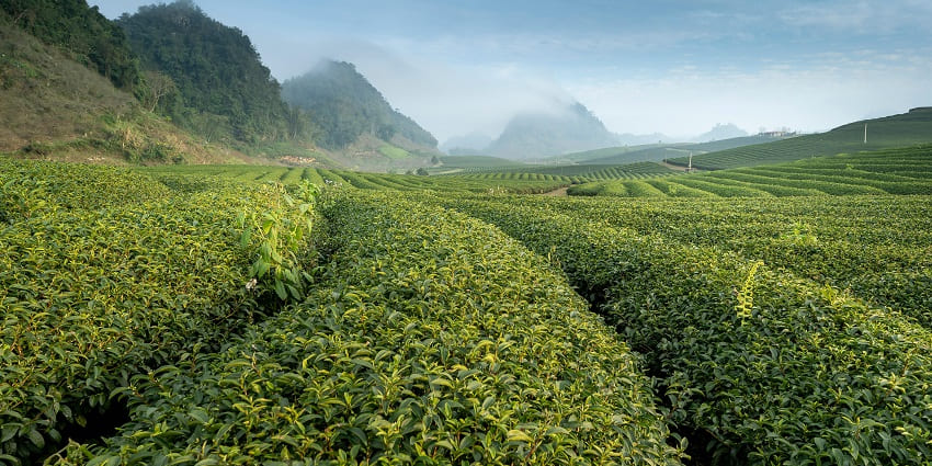 Beautiful snapshot of the alluring tea estates near the Singphan Wildlife Sanctuary