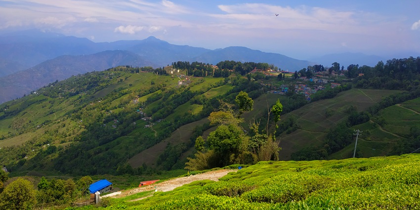 These tea estates offer a ideal place for strolling around and soak in the nature's beauty