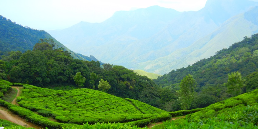 The lush tea plantations of the Kannan devan hills offering picturesque sights for tourists