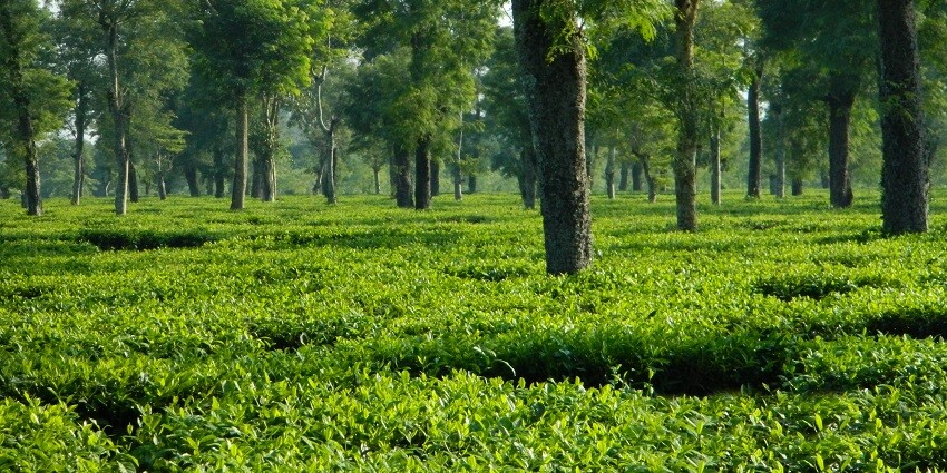 These tea estates are considered scary due to a belief that a woman who took her own life here