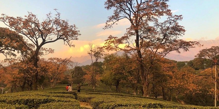Vast tea estates offering eye-pleasing views and enchanting emerald trails to stroll around