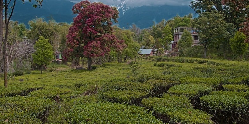Vast tea plantations overlooking the majestic snow covered mountains