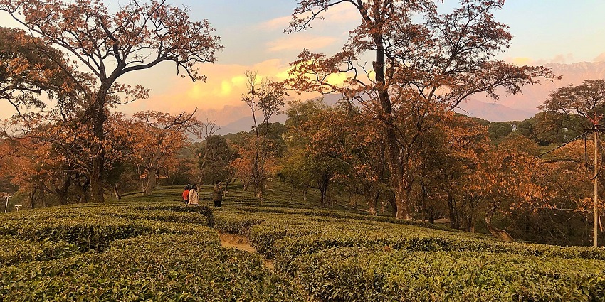 Dharamshala has spectacular tea gardens with mesmerising views and landscapes.