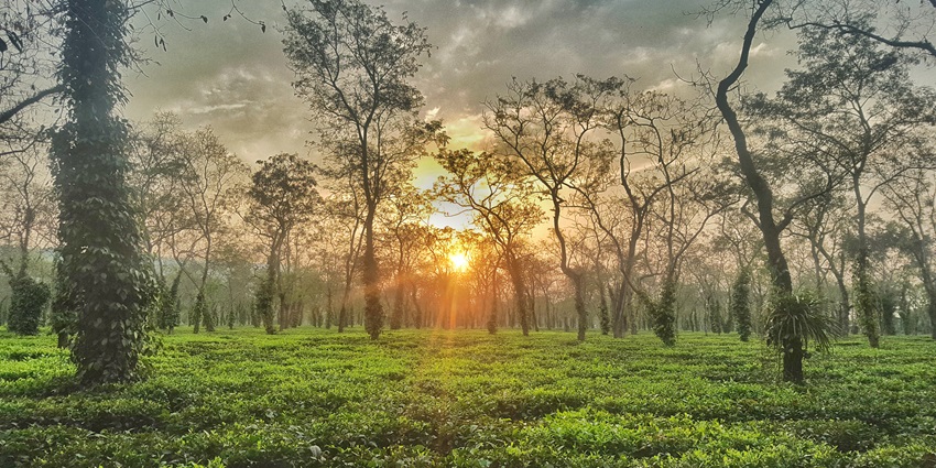 Borail Wildlife Sanctuary has tea gardens around it which look spectacular during winters.