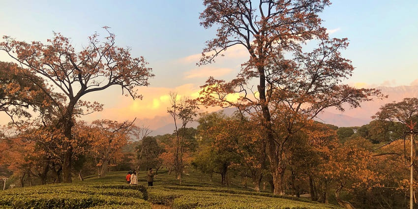 Visit the scenic tea gardens in Dharamshala, a top place to travel in Himachal in August