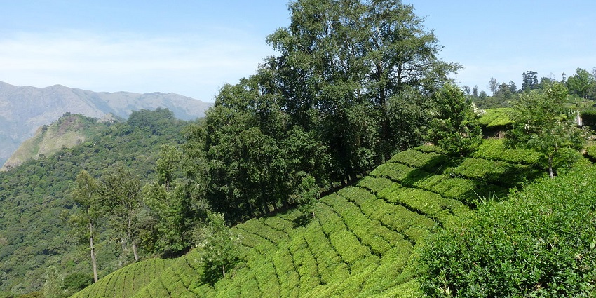 Enjoy a delicious buffet amidst the tea gardens here for an amazing new year party in Munnar.