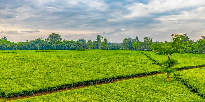 Sankar tea estates is the best tourist place in Haflong for travellers to delve into the tea making process