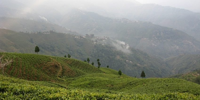 Tea plantations render a spectacular space for strolling and relaxation amidst the lap of nature.