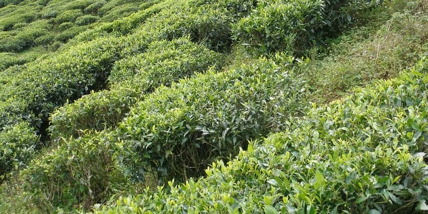 Nuwara Eliya is a charming hill station where you can go on a tea plantation tour