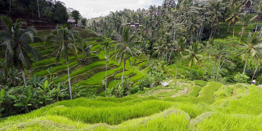 Stroll around these rice terraces with your partner for experiencing the serene beauty of Bali