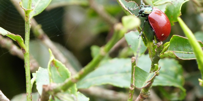 A bug sitting on a plant at a tea estate