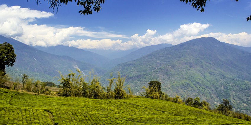 Temi Tea Garden is one of the best places to visit near Ralong Hot Springs in Sikkim.