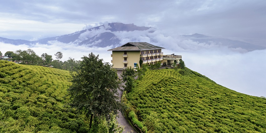 Picture of idyllic Temi Tea Garden with Himalayas in Backdrop, Near Borong Hot Spring