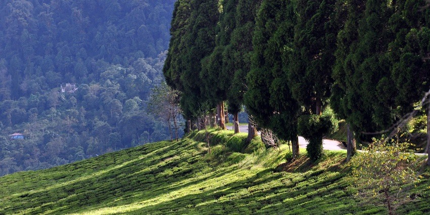 Strolling through the Temi Tea Garden is one of the things to do in Namchi, Sikkim.