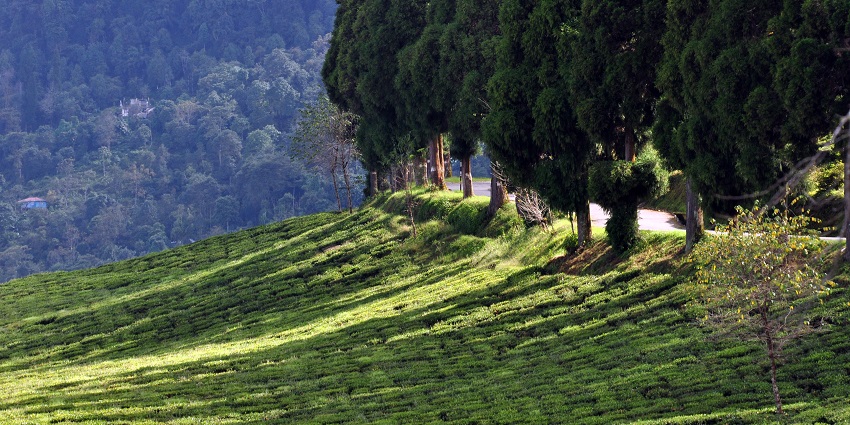 Wander though the lush feilds of Temi tea estate near Ralang monastery