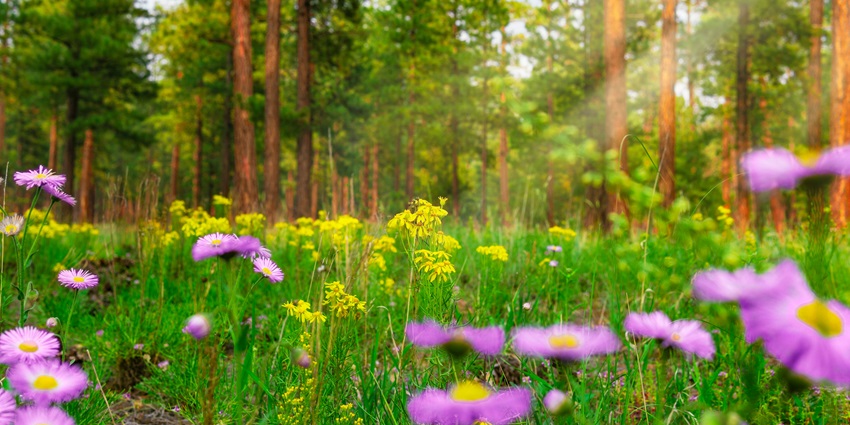 This destination is renowned for its vibrant cherry blossoms in spring season