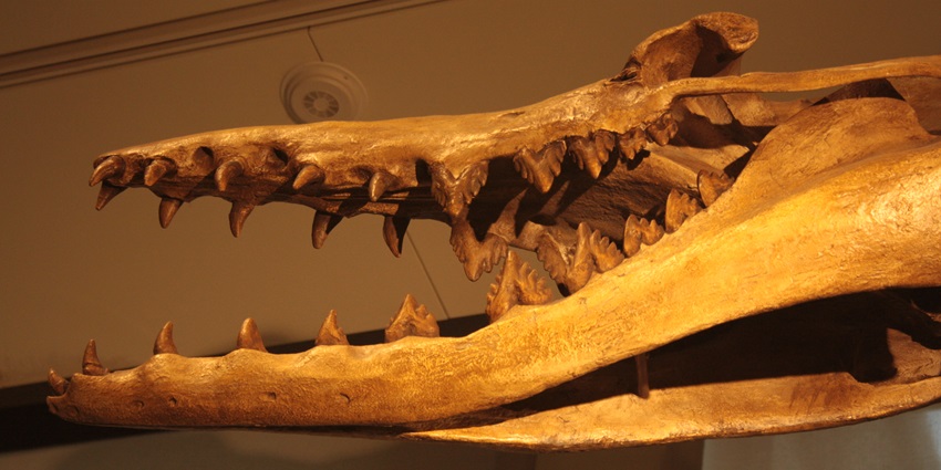 A picture of a fossil of an extinct animal at a fossil museum in Kasauli