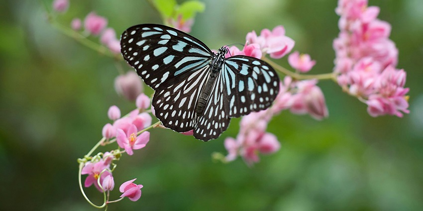 Tezpur, with its vast biodiversity, is a must- visit destination for anyone coming to Orang National Park.