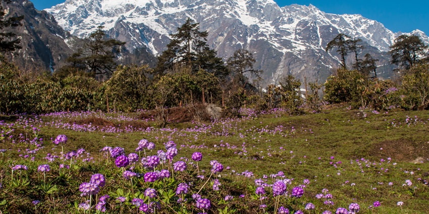 Thangu valley near the Lachen monastery houses many rare and endangered range of flora and fauna
