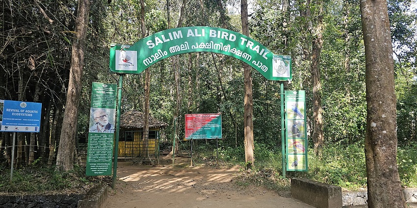 Thattekad bird trail in Kerala with dense forest paths ideal for birdwatching walks.
