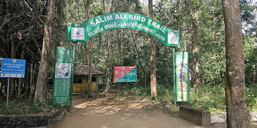 Thattekad bird trail in Kerala with dense forest paths ideal for birdwatching walks.