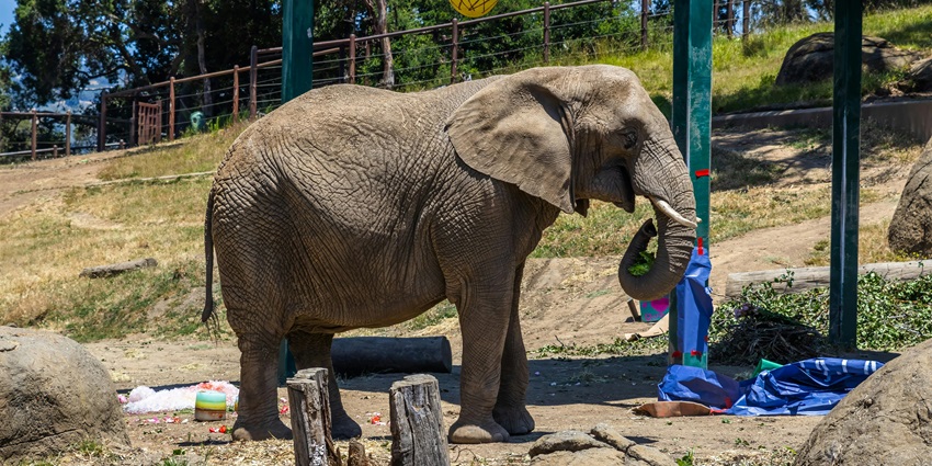 The Elephant Enclosure section is the most beautiful one in Indira Gandhi Park.