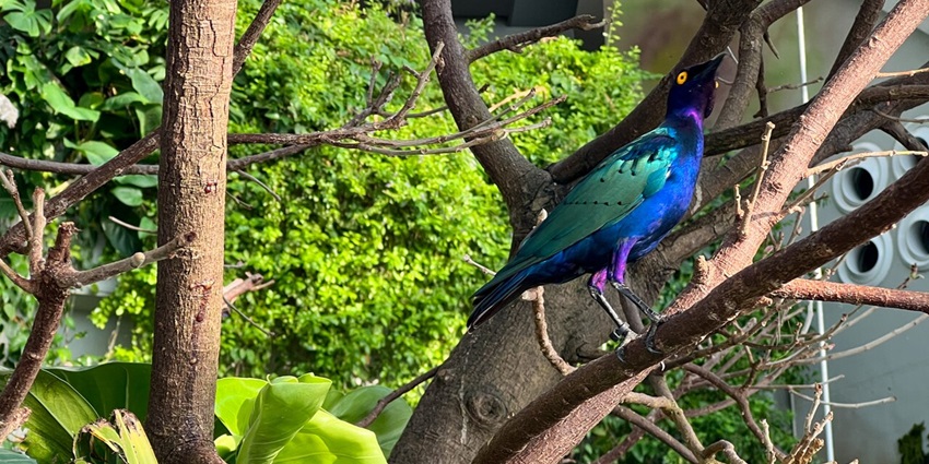 Green Planet in Dubai is a one-of-a-kind biodome, among the best places to visit in Dubai with family.