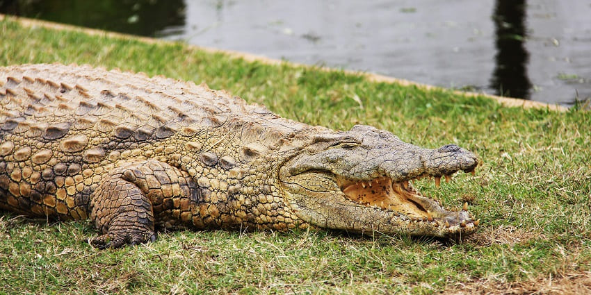 Million Years Stone Park & Pattaya Crocodile Farm is one of the places to visit in Pattaya with family.