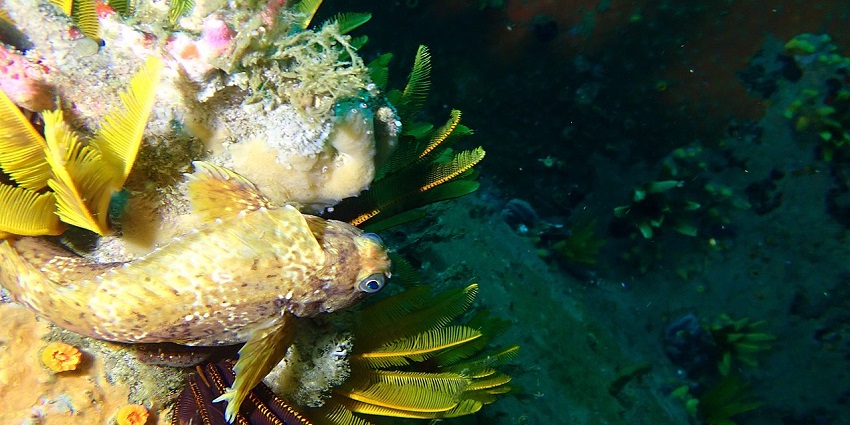 Fish at famous underwater scuba diving site
