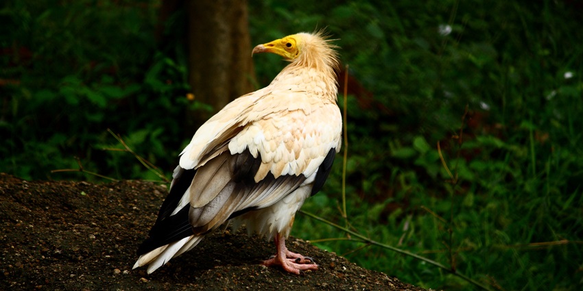 The aviary section is home to species of birds, such as hornbills, flamingoes, etc.