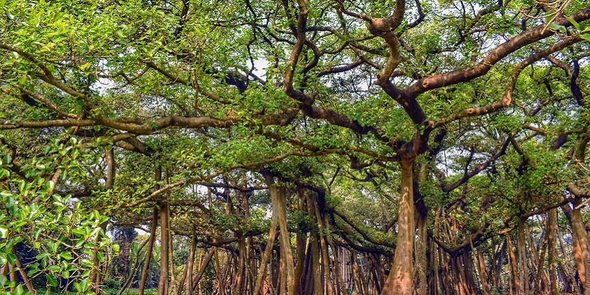 Explore the unique stricture of Thimmamma Marrimanu which is famous spot there.